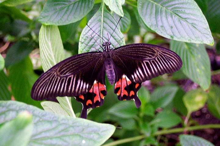 A butterfly on a plant