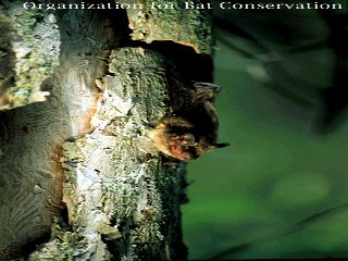 Big Brown Bat