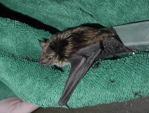 Big Brown Bat