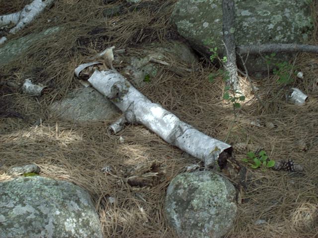 birchbark.jpg