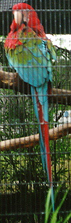 A parrot in the Central Florida Zoo.