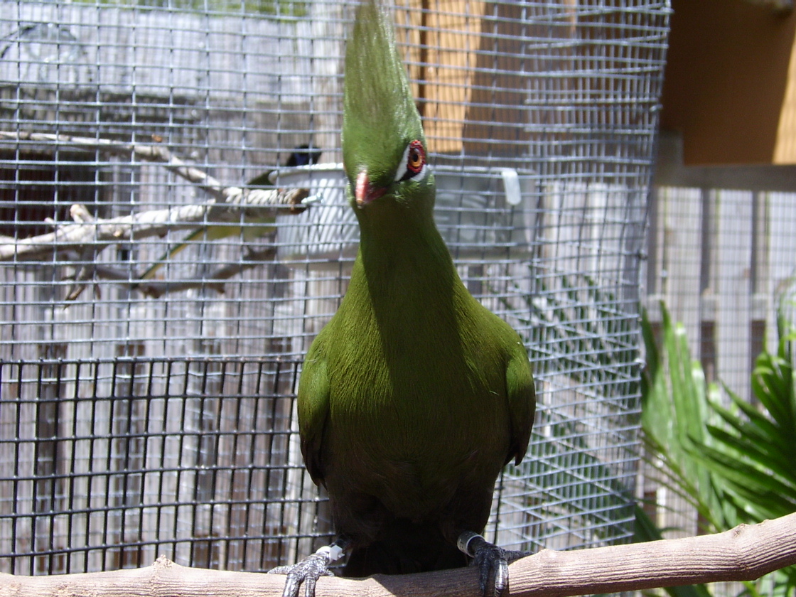 green bird