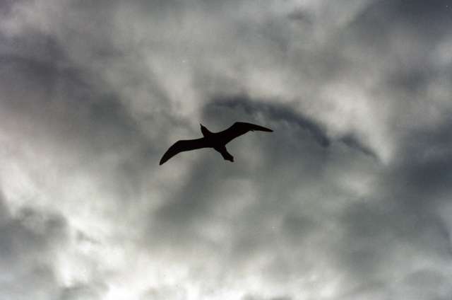 bird against clouds