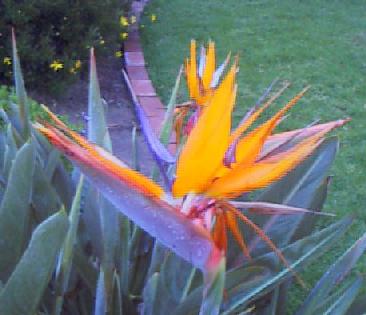 bird of paradise