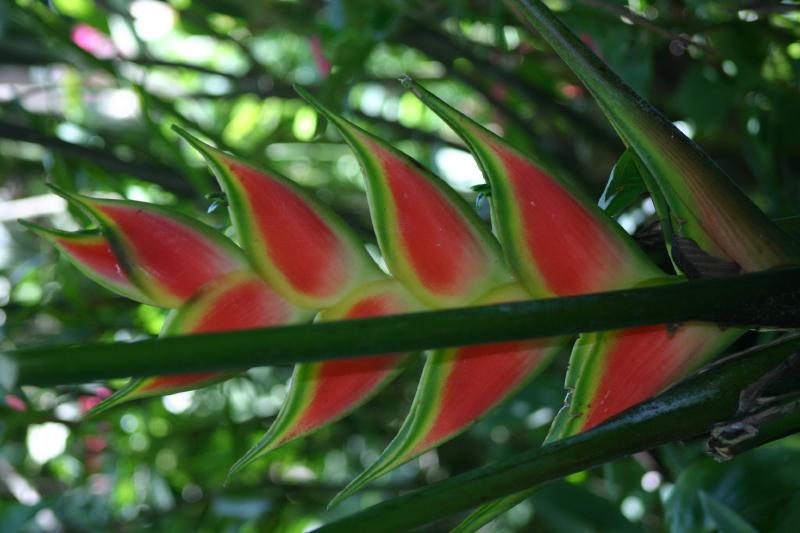 Birds-of-Paradise