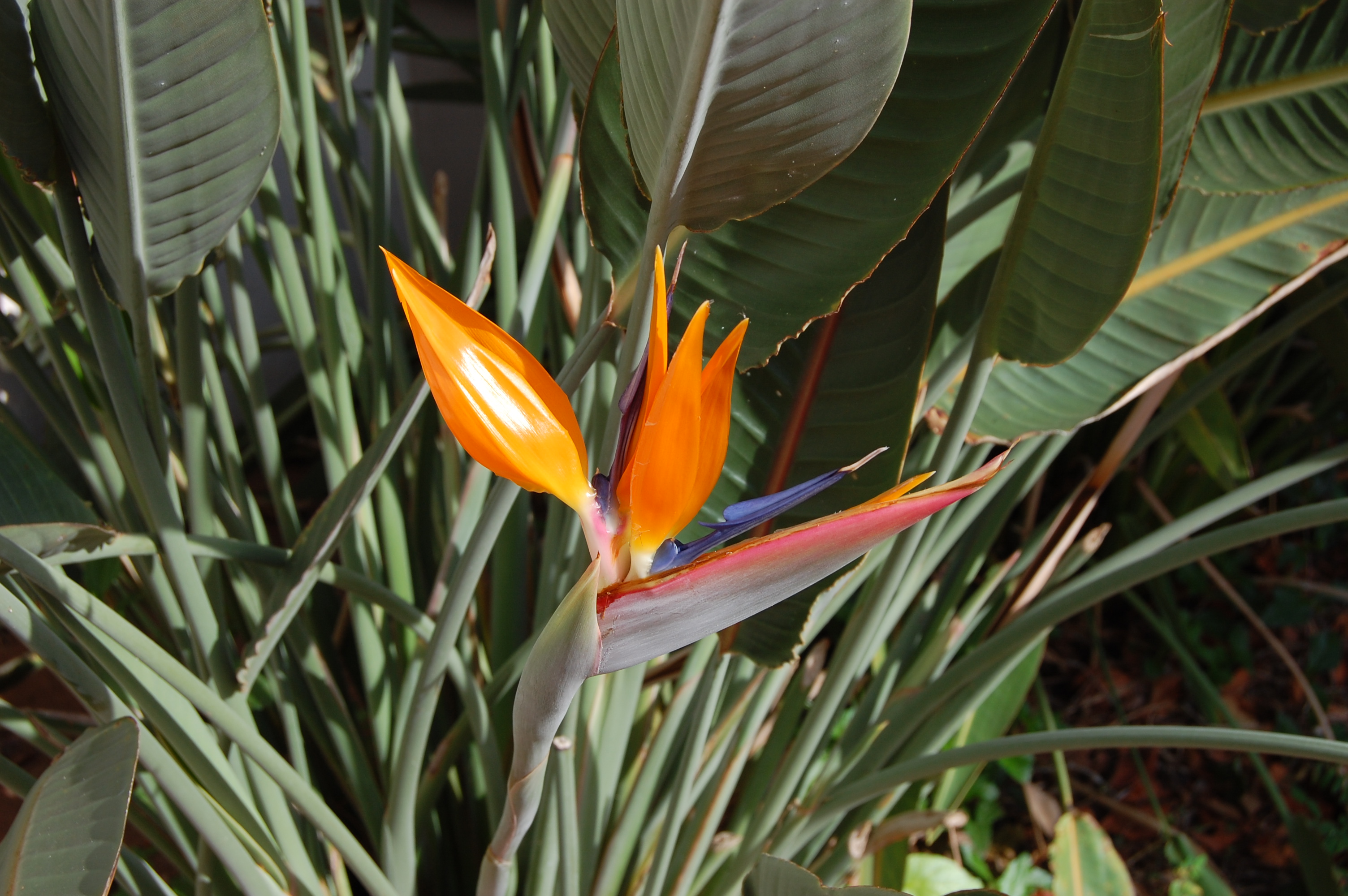 Bird of Paradise