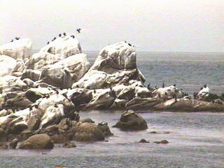 Birds at the Monterey Aquarium Monterey, California