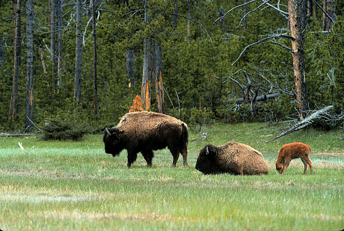 Bison and baby bison