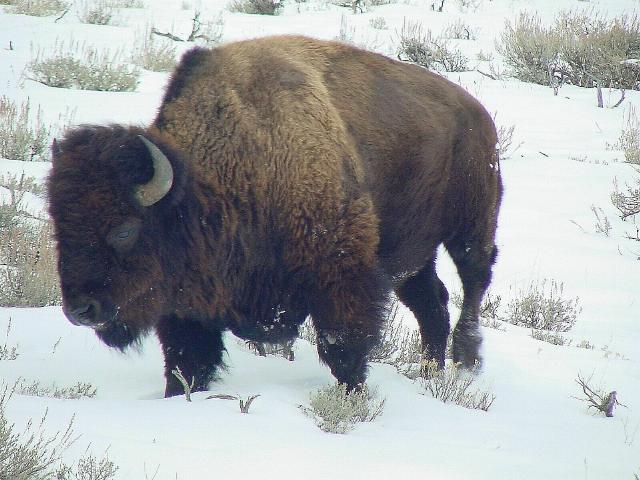 Bison Bull