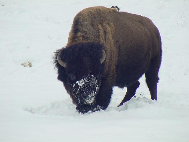 Bison Bull