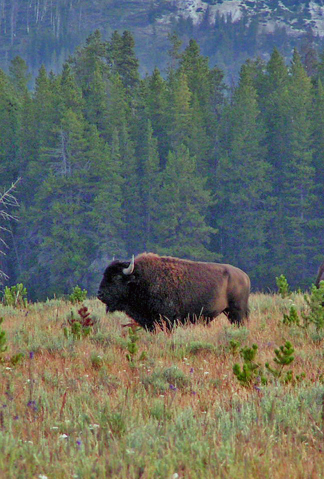 Male Buffalo