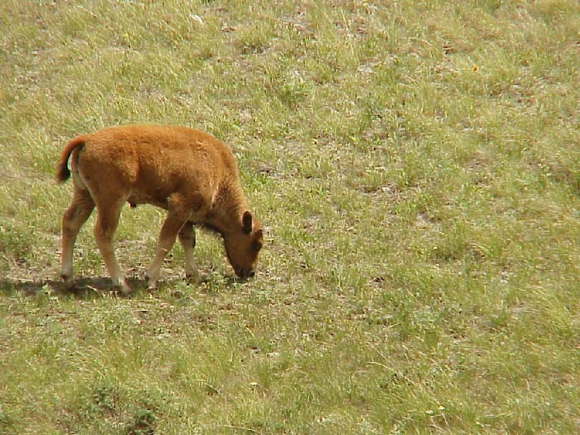 Bison Calf