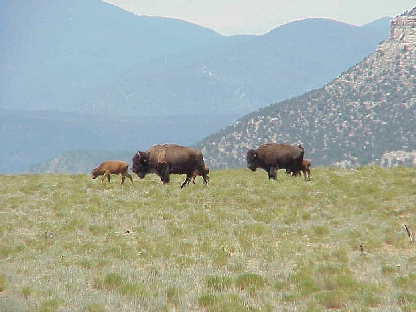 Bison herd