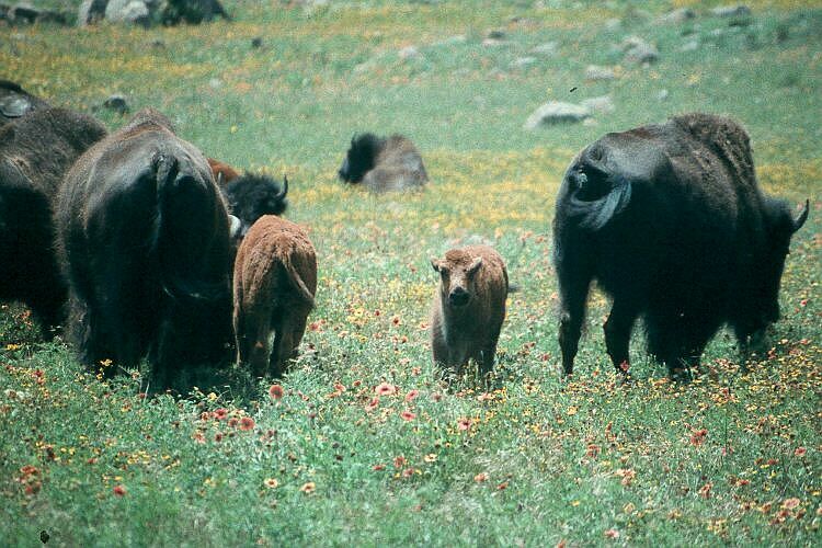 Bison herd on the Flowery Range