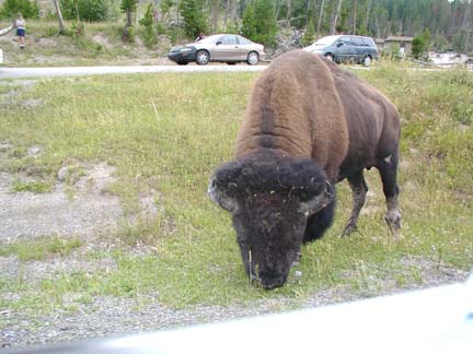 bison