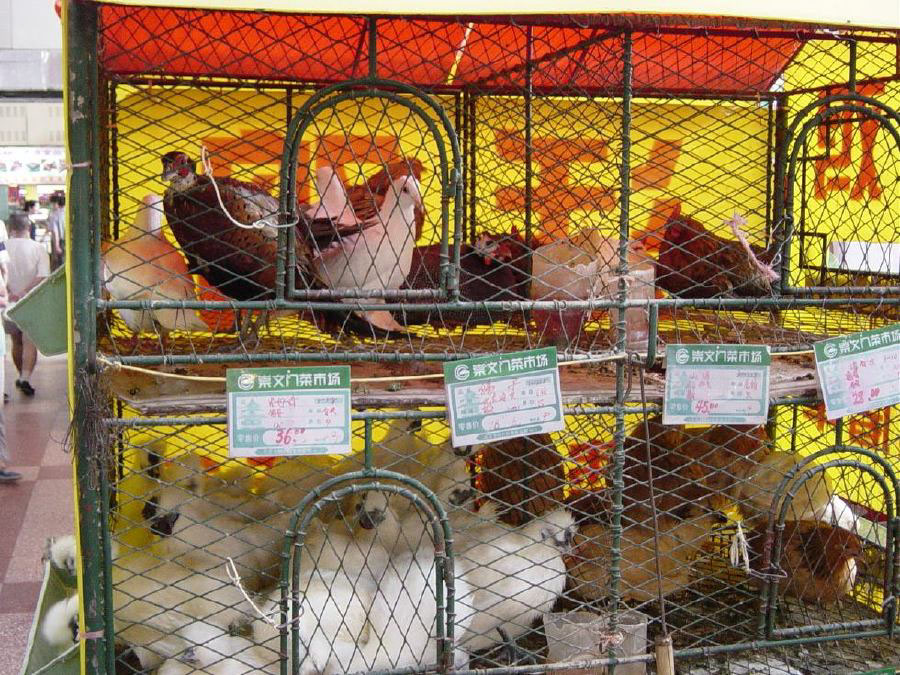 Live chickens and other birds for sale at supermarket