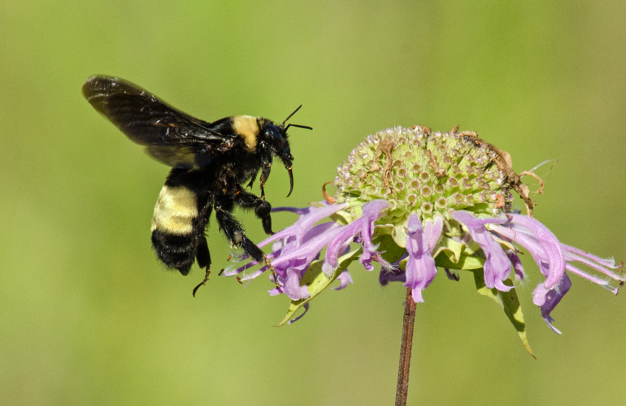 blackandgoldbumblebee.jpg