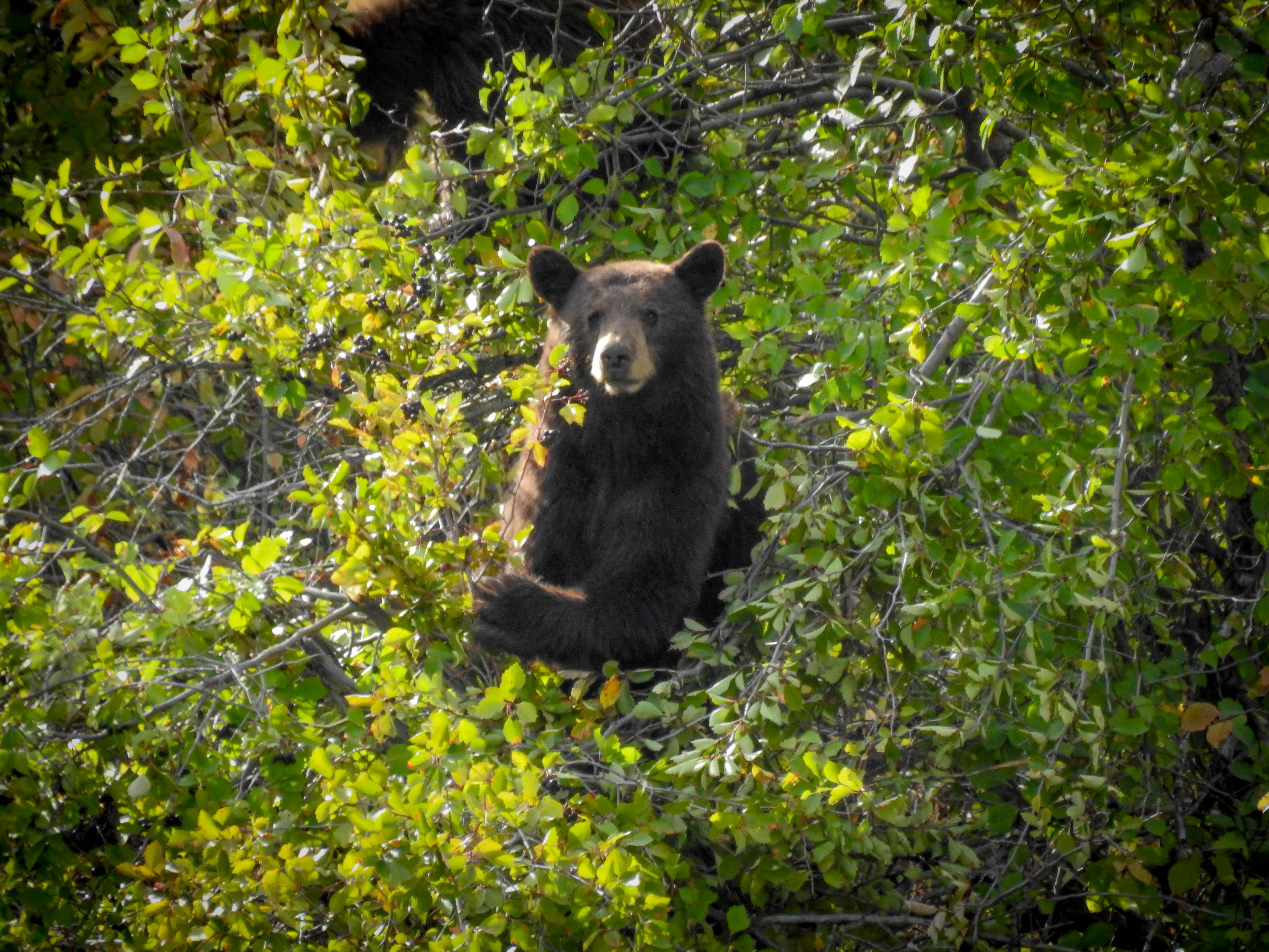 Black Bear in tree