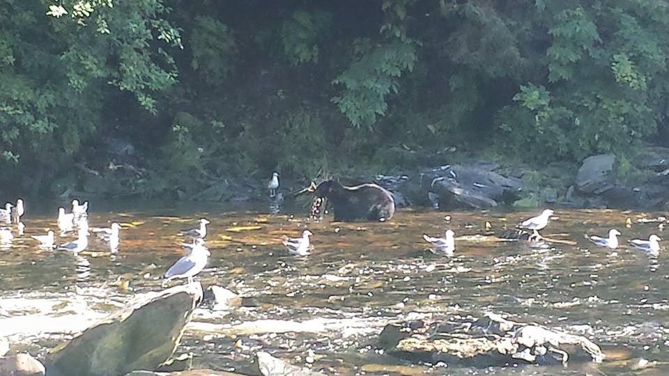 Black Bear Fishing