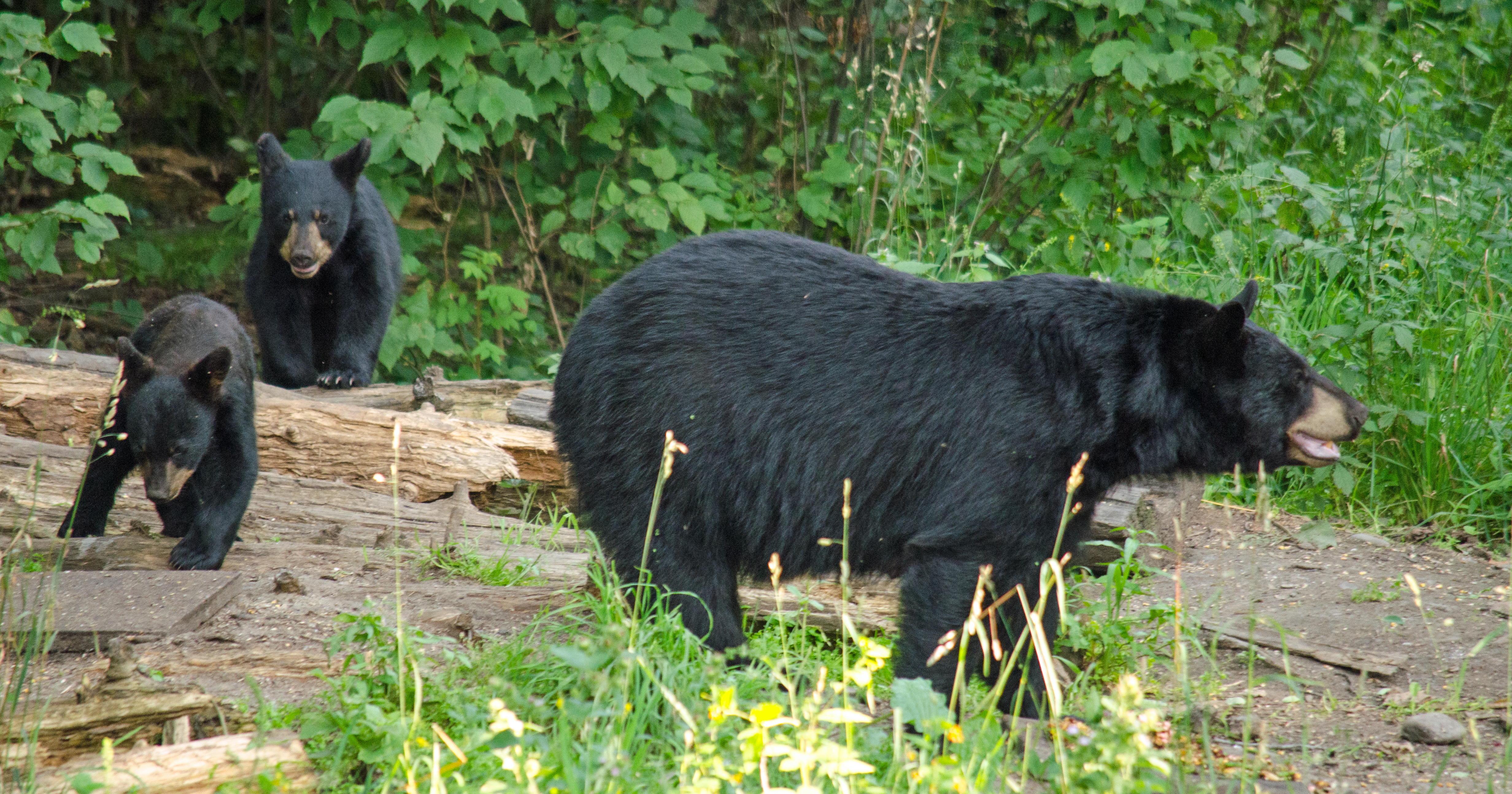 black bear with cubs