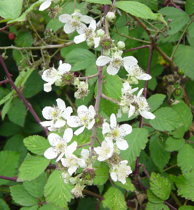 Blackberry blooms