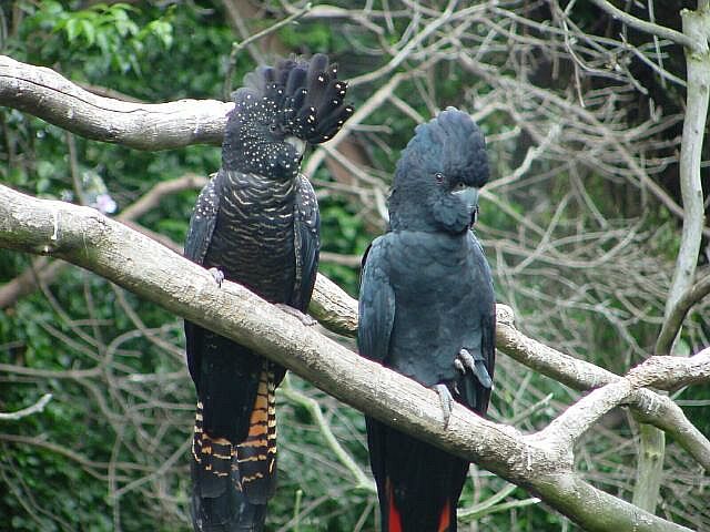 Black cockatoo pair