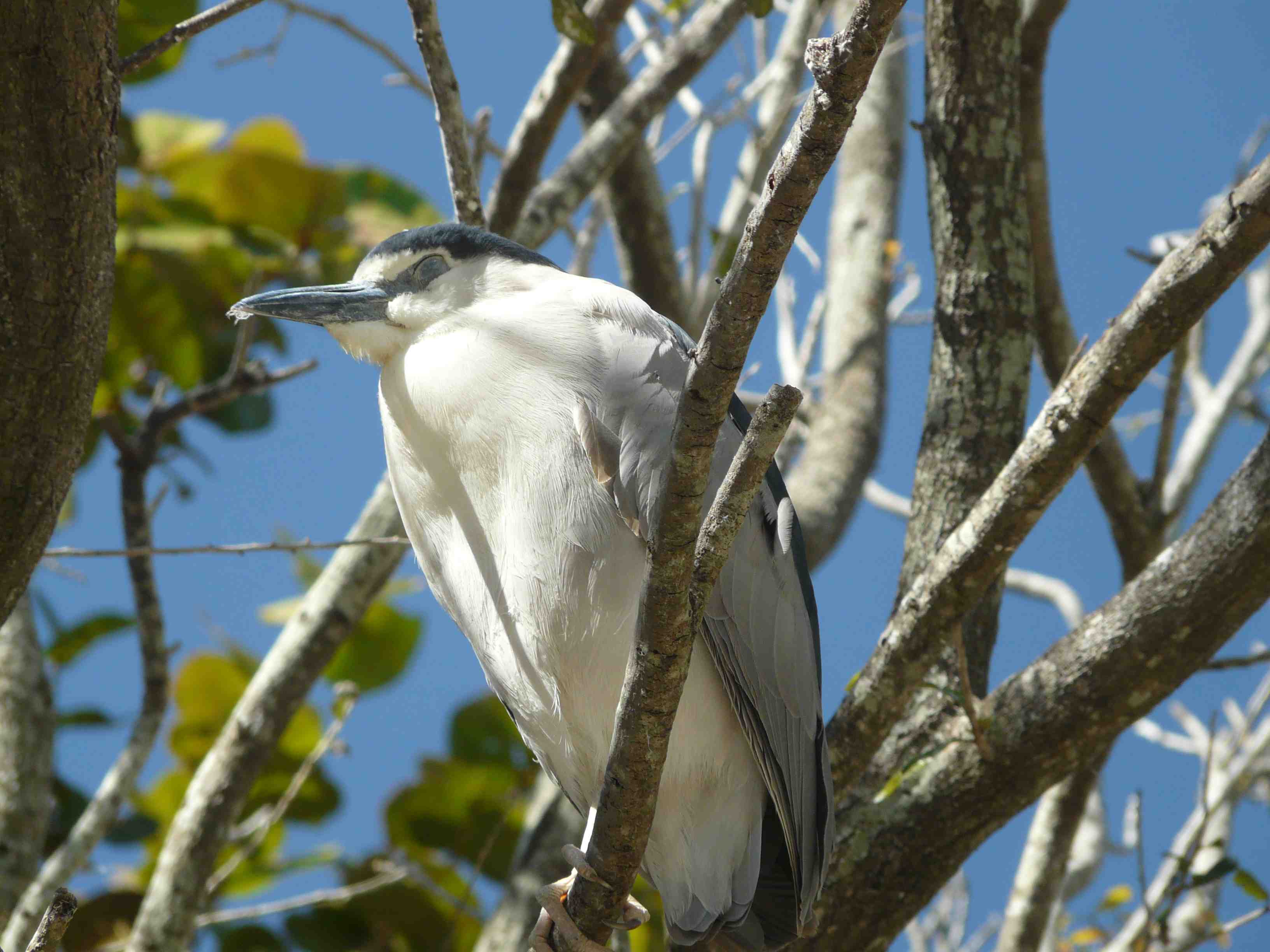 Black Crowned Night Heron