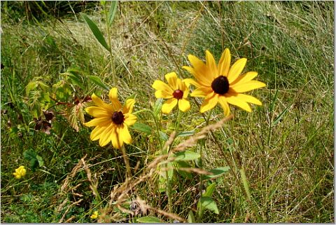 Black Eyed Susans in a field of native grasses.