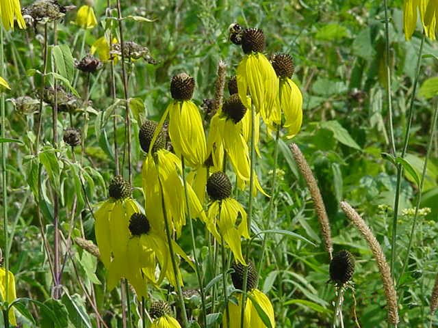 Black-eyed Susans