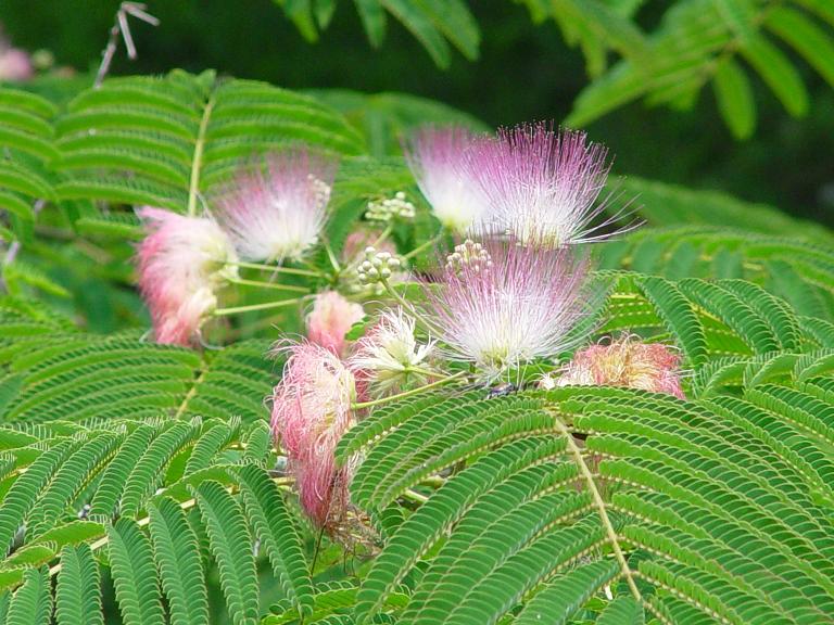 Black Locus Tree