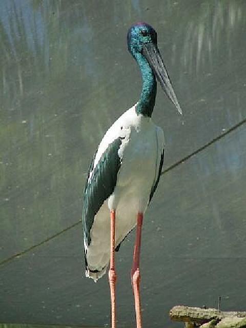 Blackneck stork