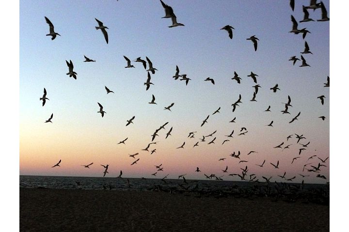 Black Skimmer Flock at Dawn