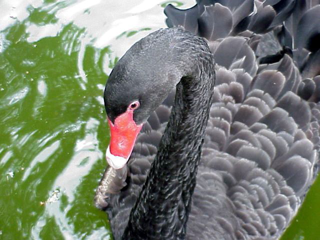 Black Swan