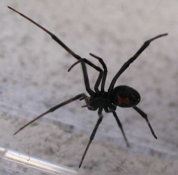 Black Widow - Latrodectus mactans (Dallas Jones Key Grip)