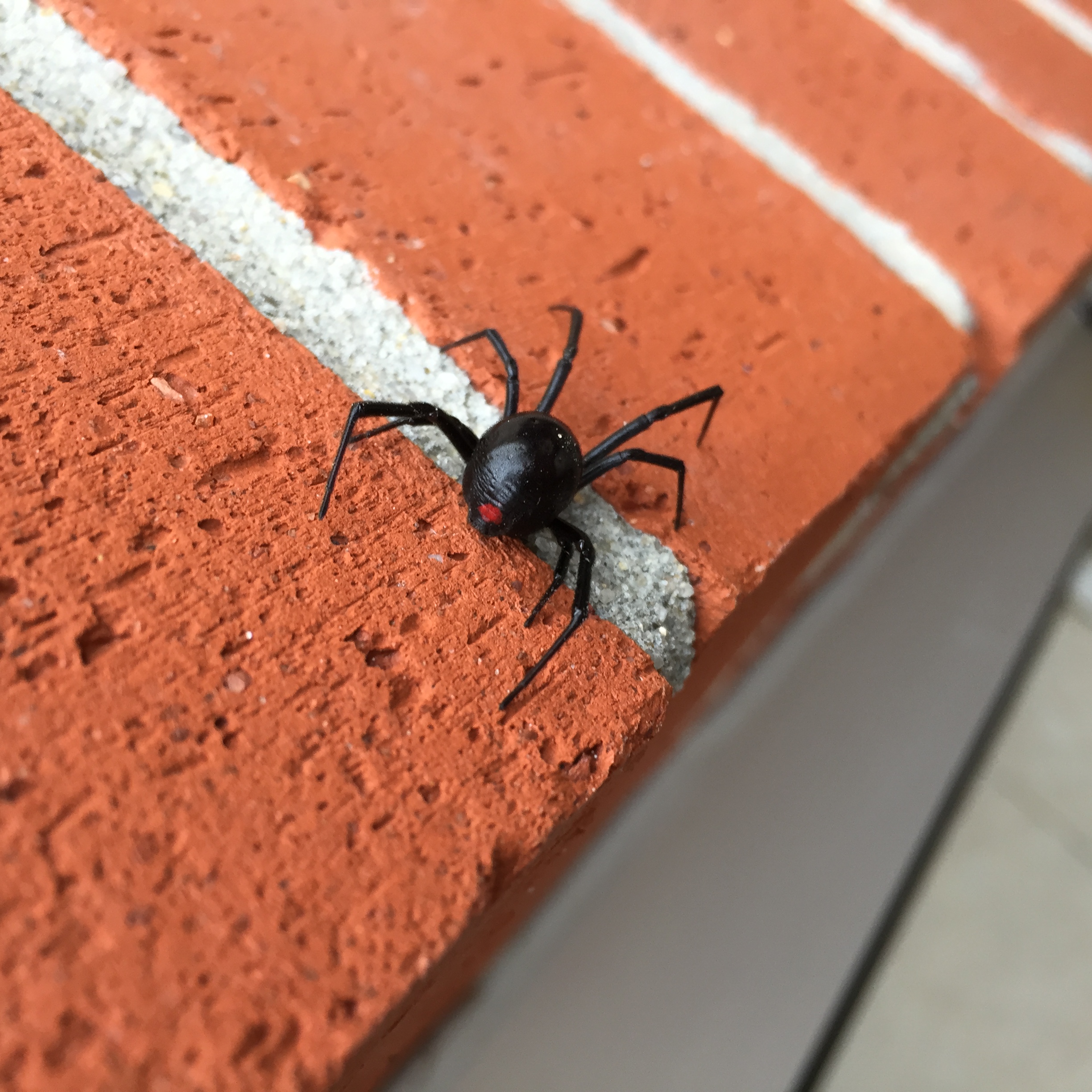 black widow outside my classroom door