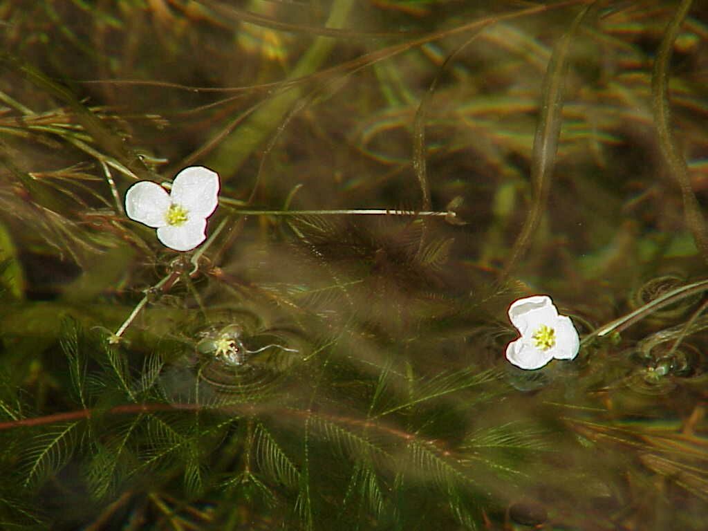 Bladderwort Flower