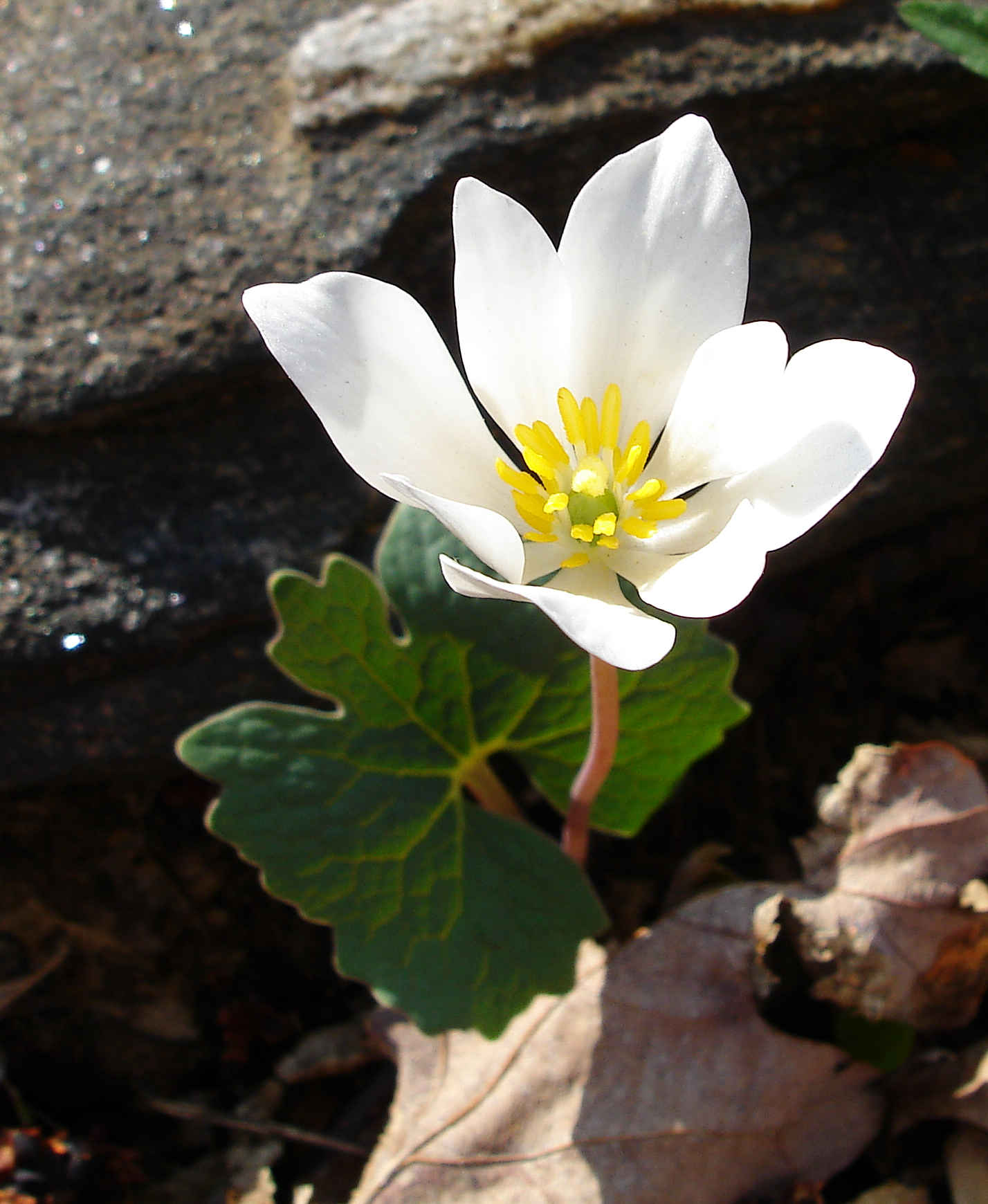 bloodroot pics4learning