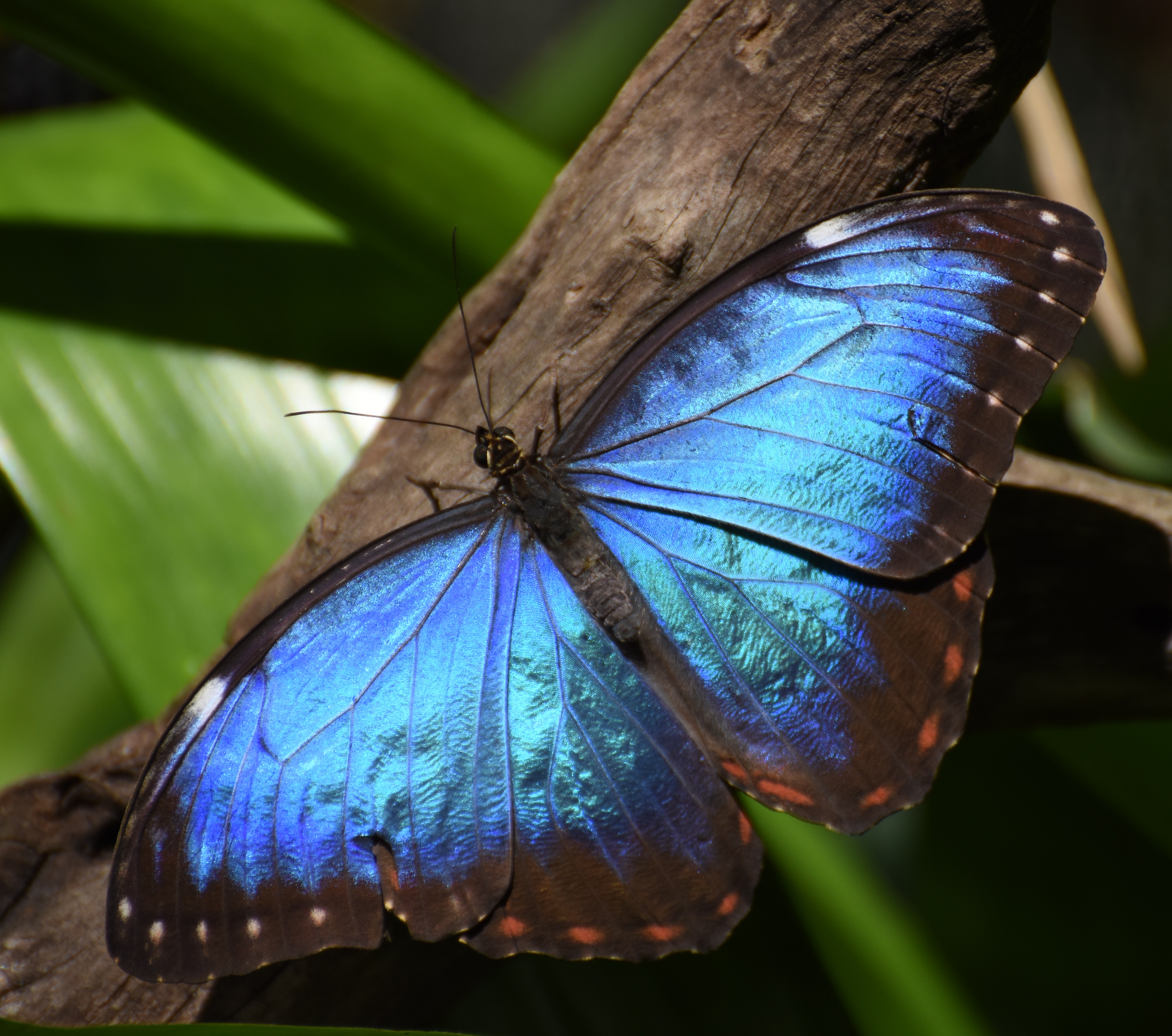 Blue Morpho Butterfly  Pics4Learning