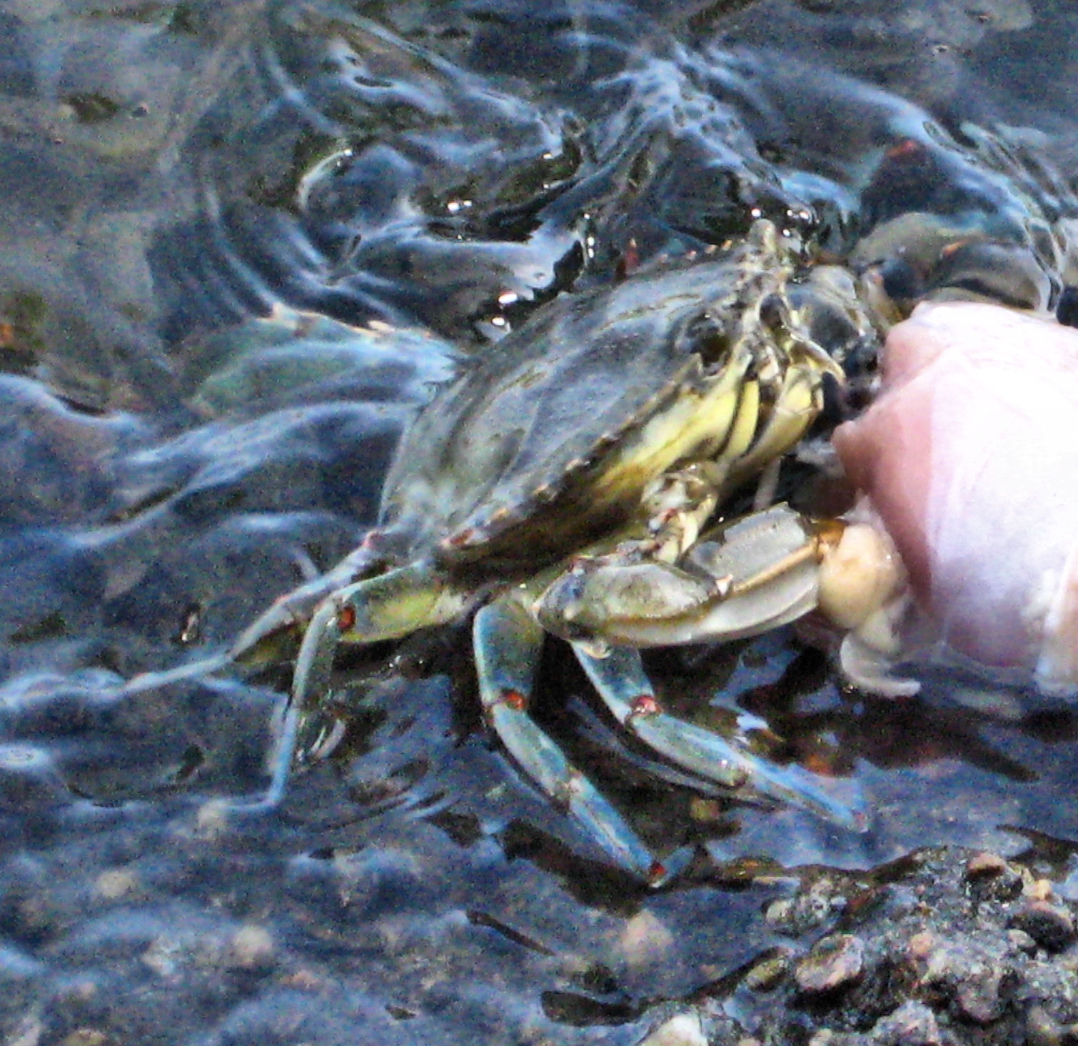 blue_crab.jpg - Blue Crab snacking on chicken leg