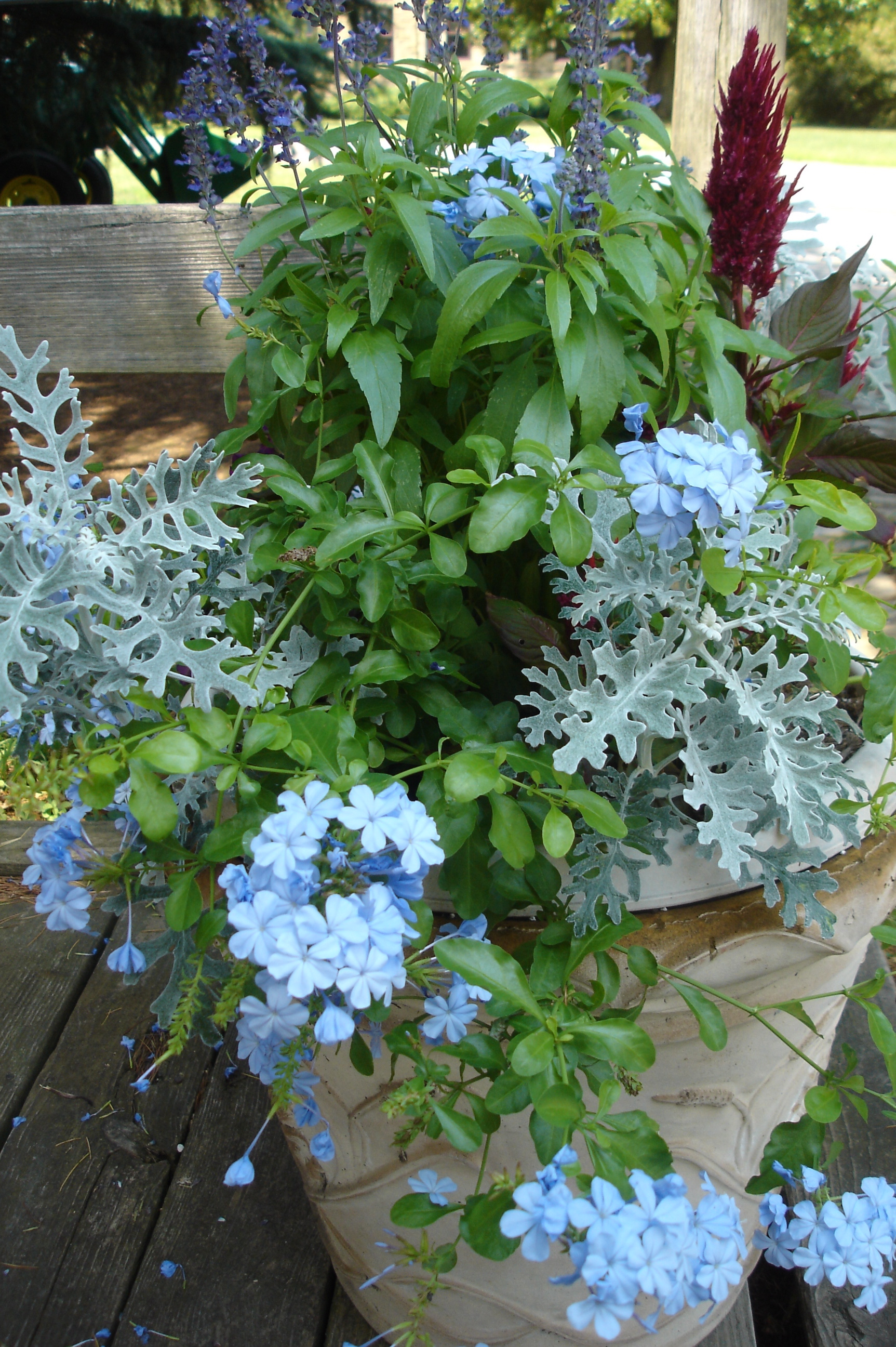 Blue Flowers