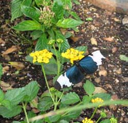 Blue and white longwing butterfly