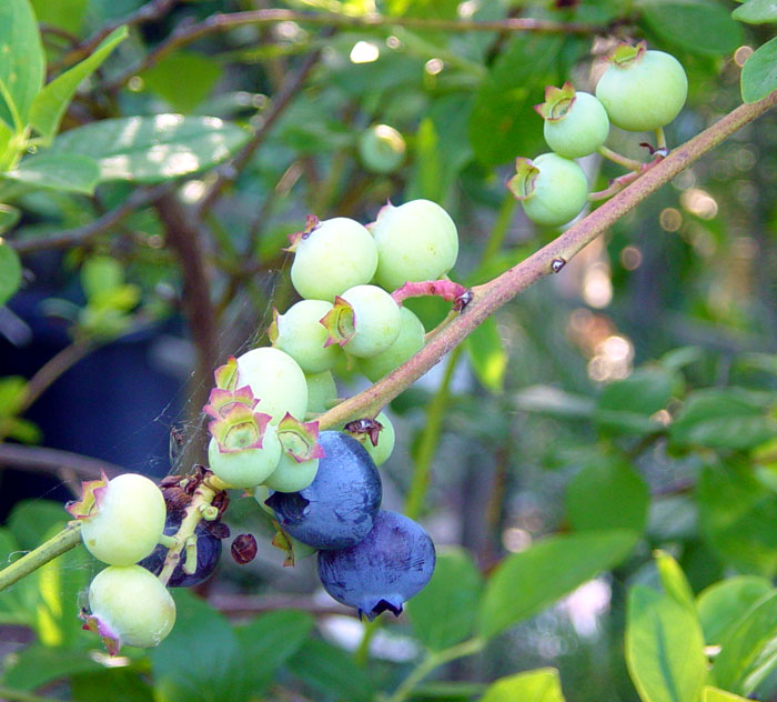 Blueberries