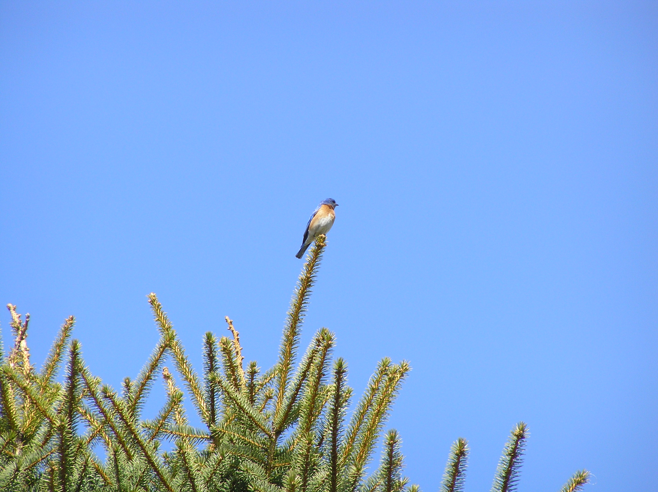 A New York State Bluebird