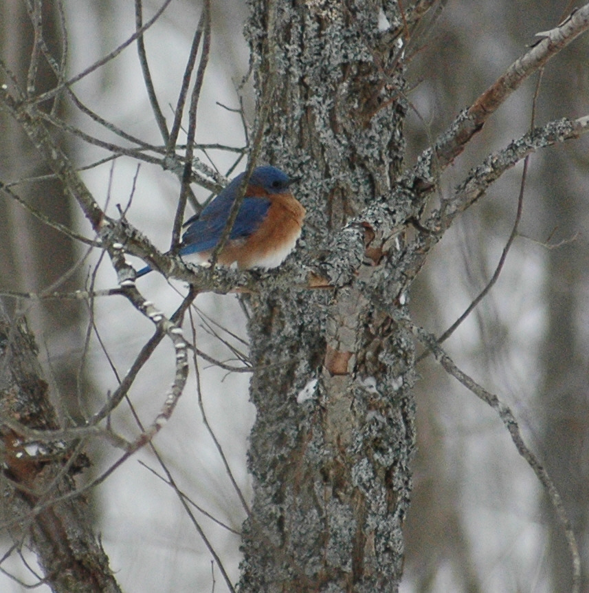 Bluebird