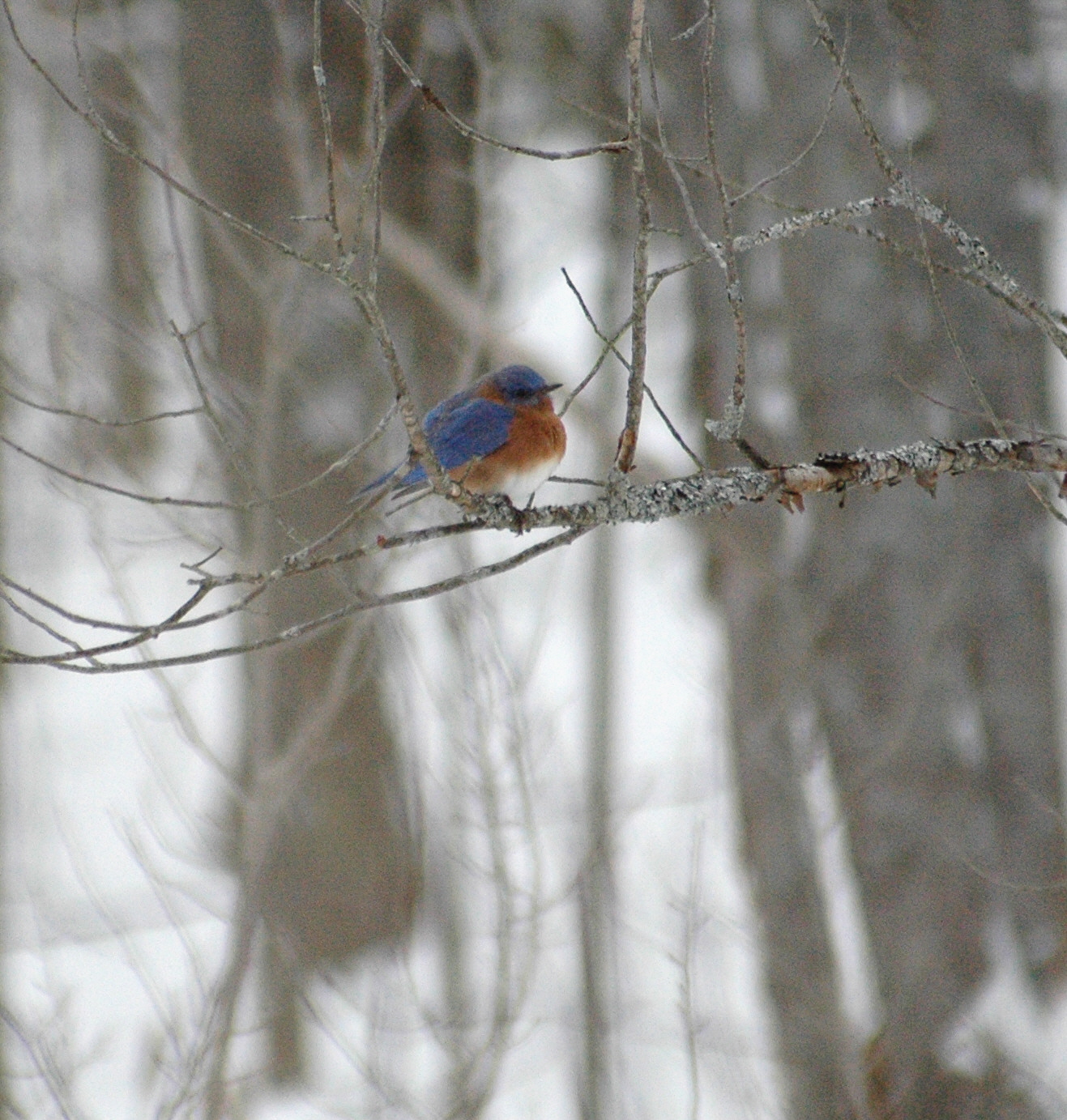 Bluebird