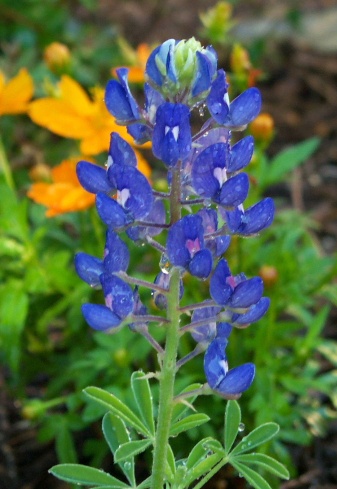 Bluebonnet