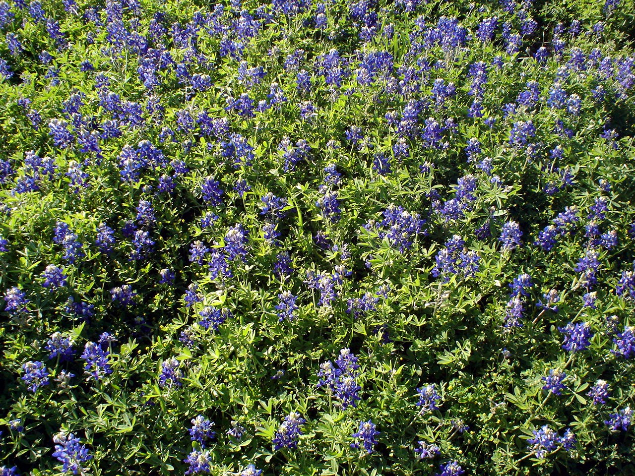 Bluebonnets