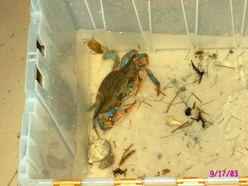 Florida blue crab