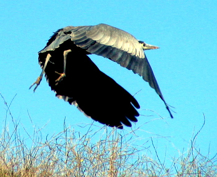 Blue Heron