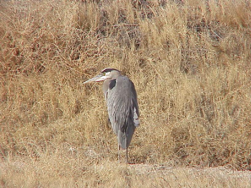 Blue Heron